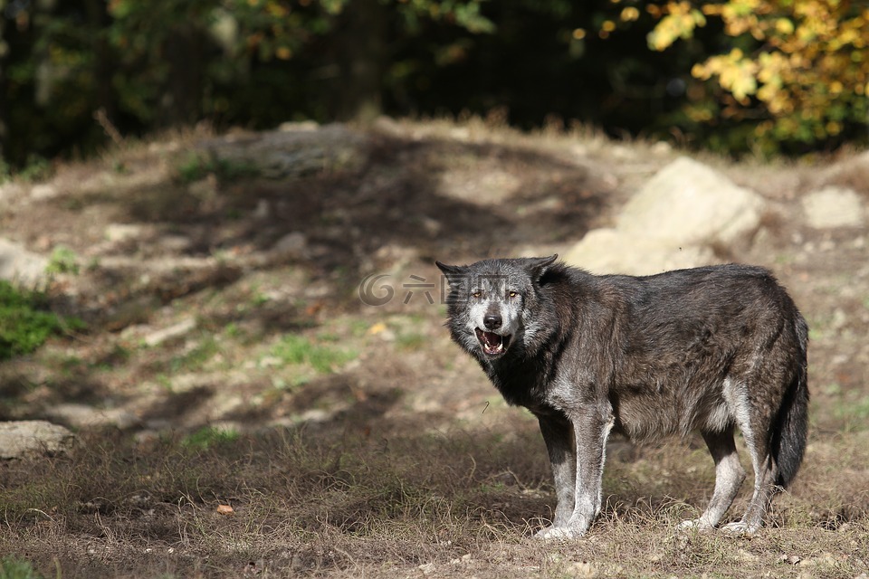 狼,timberwolf,捕食