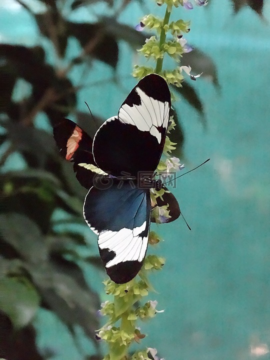 蝴蝶,黑,白