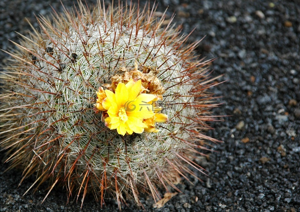 仙人掌,開花,仙人掌花