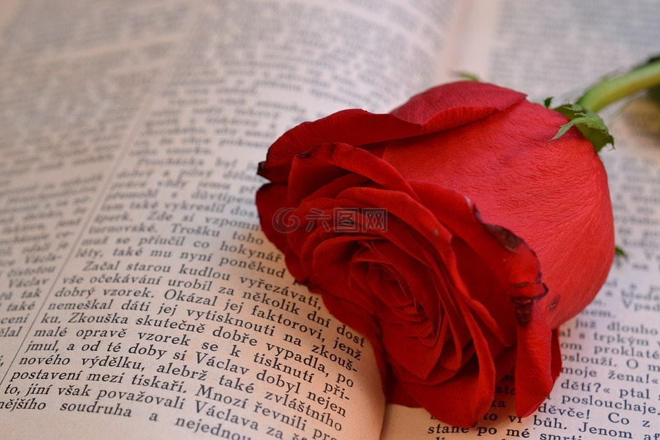 书,玫瑰,打开的书