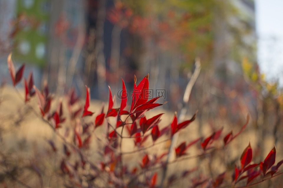 木材,3 月,红色