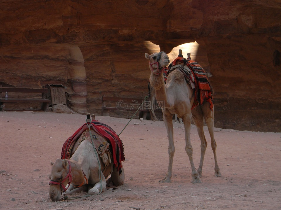 骆驼,沙漠,沙