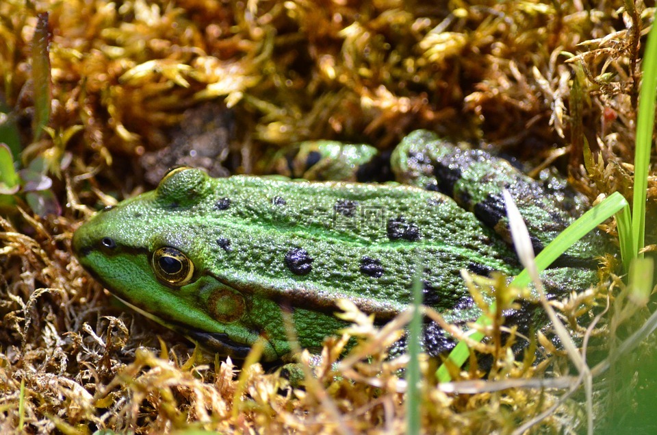 青蛙,水蛙,绿色的小青蛙