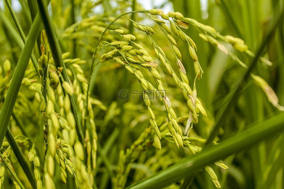 水稻种植,绿色,自然