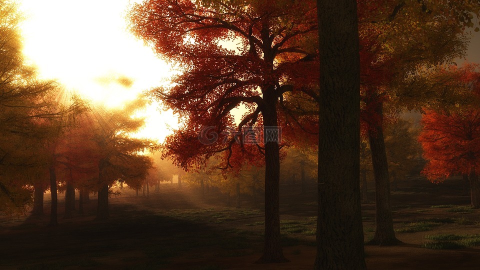 秋天的树木,金黄色的光芒,通过树日出
