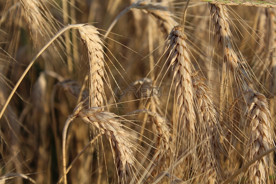 小麦,耳朵,面粉