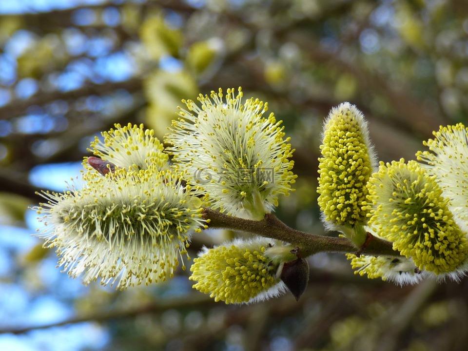 花,杨柳,春天