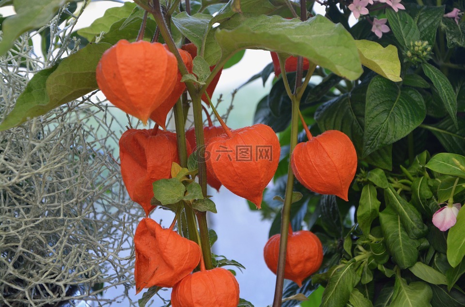 植物,酸浆,颜色橙色