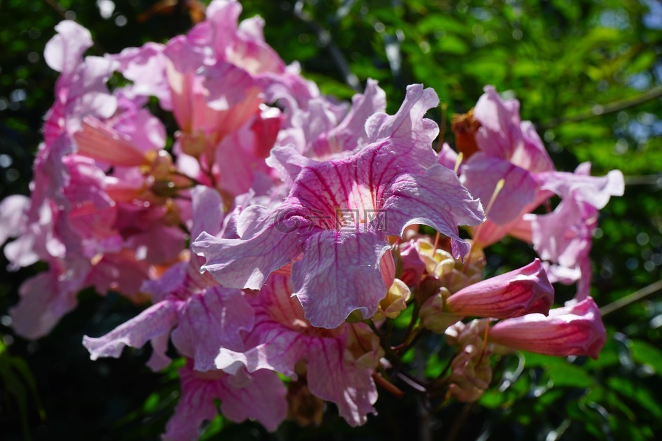 粉色小號藤,花,開花