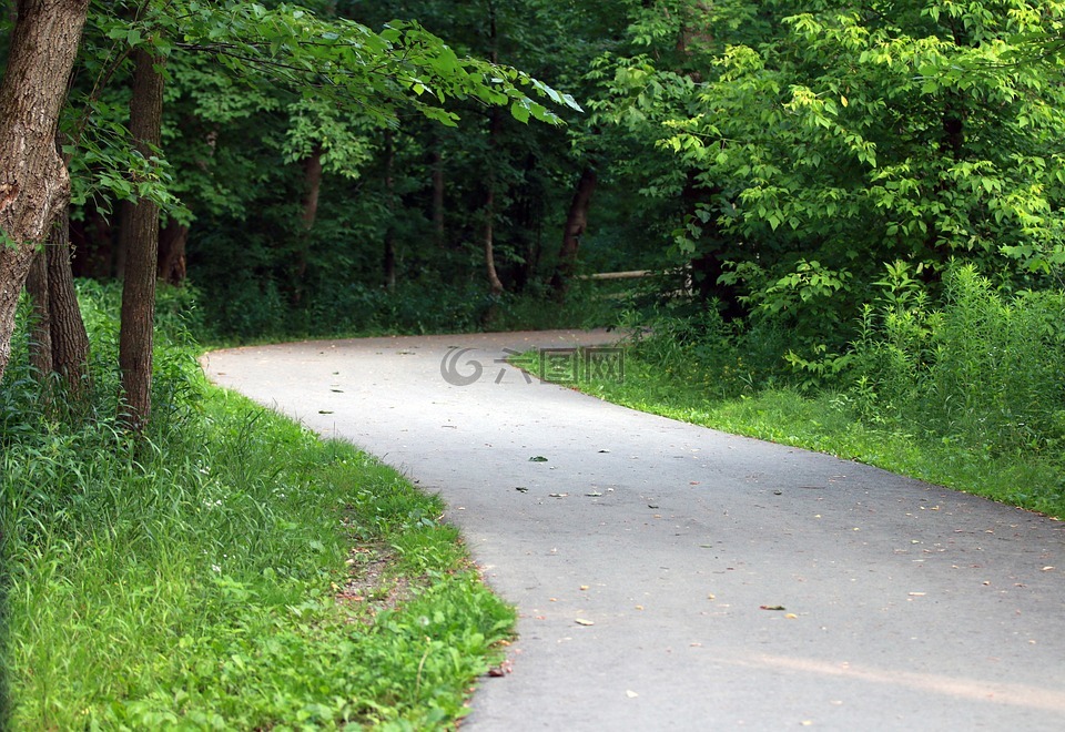 绿色,森林,通路