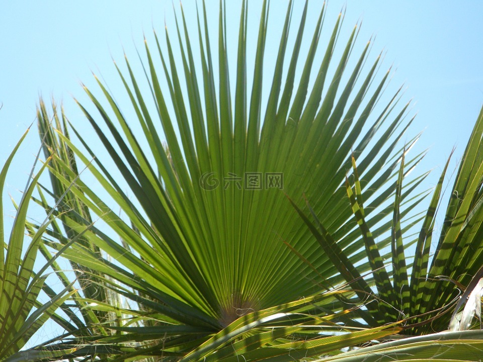 扇形棕榈,棕榈叶,绿色