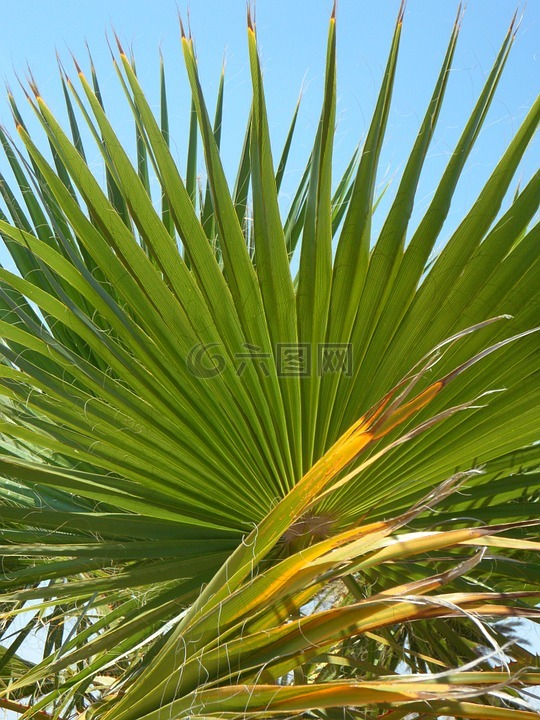 扇形棕榈,棕榈叶,绿色