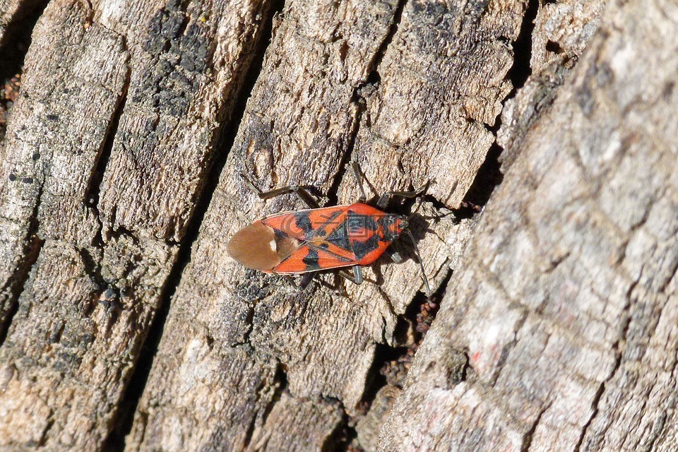 姬蛙菜蝽,红色的bug,昆虫