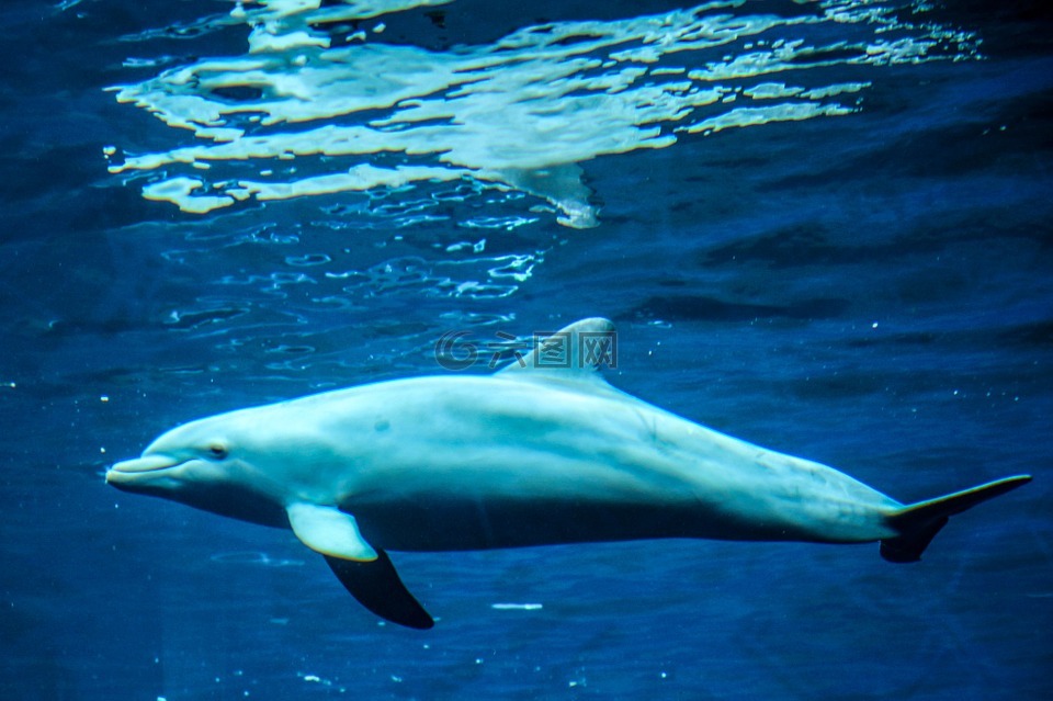 海豚,海洋哺乳动物,动物
