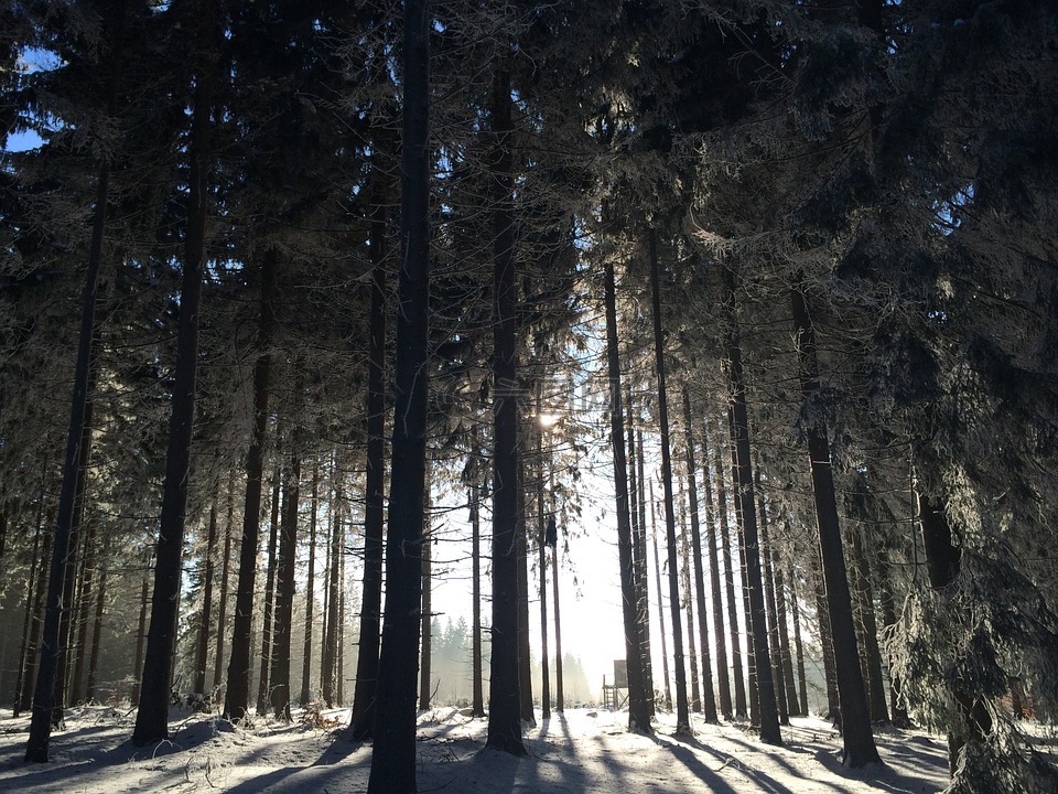 冬季森林,雪,森林