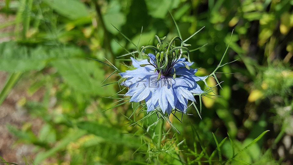 类型,茴香花,kalonji