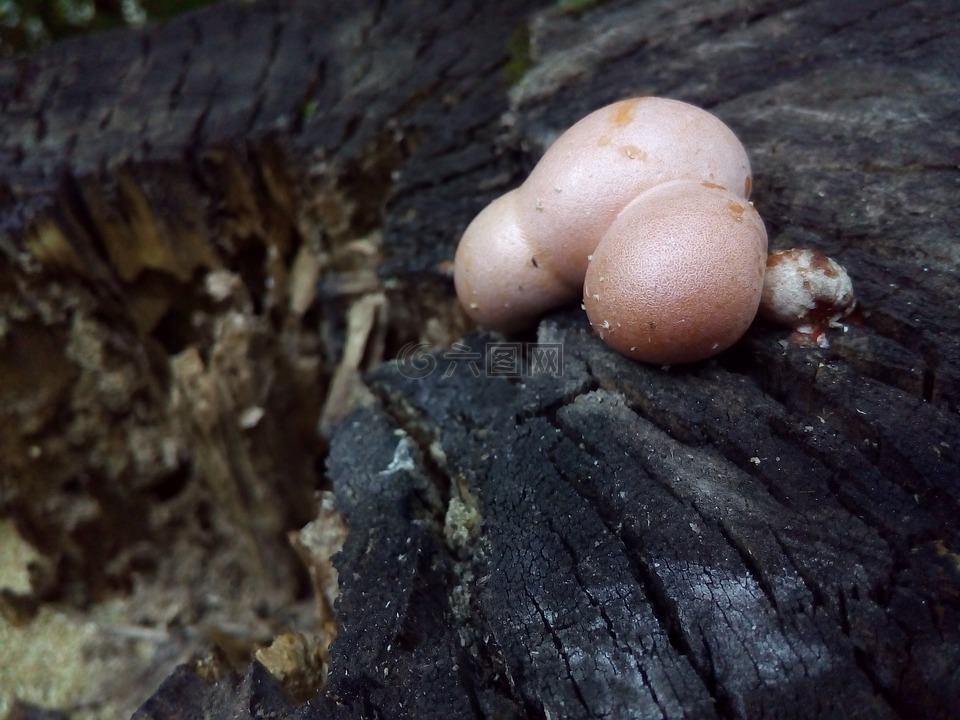 蘑菇,木本,朽树桩