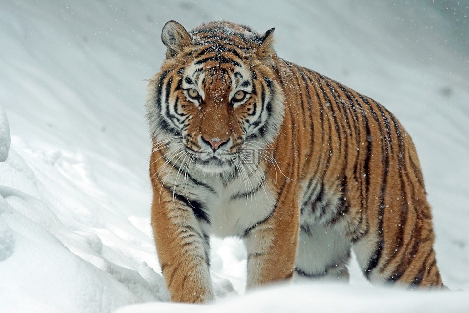 amurtiger,西伯利亚,捕食