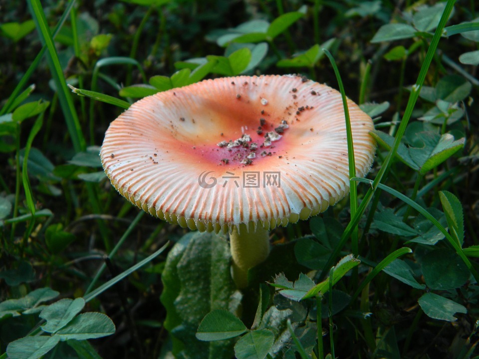 蘑菇,橙色,草