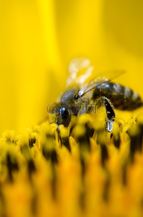 蜜蜂,工作蜂,性质