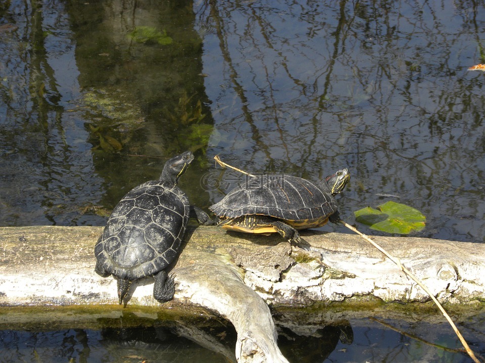 水龟,上水,动物