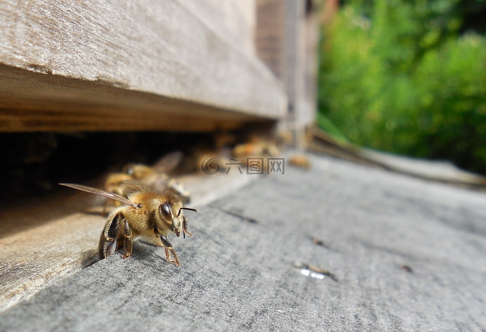 蜜蜂,蜂巢,蜂箱