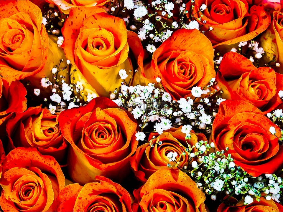橙色玫瑰花代表的含义(橙色玫瑰花语是什么意思)