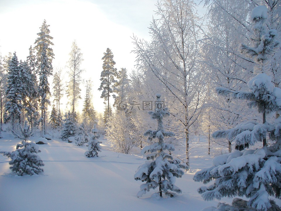 冬季,森林,冬季森林