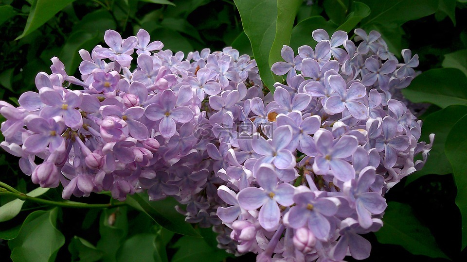 花,紫丁香