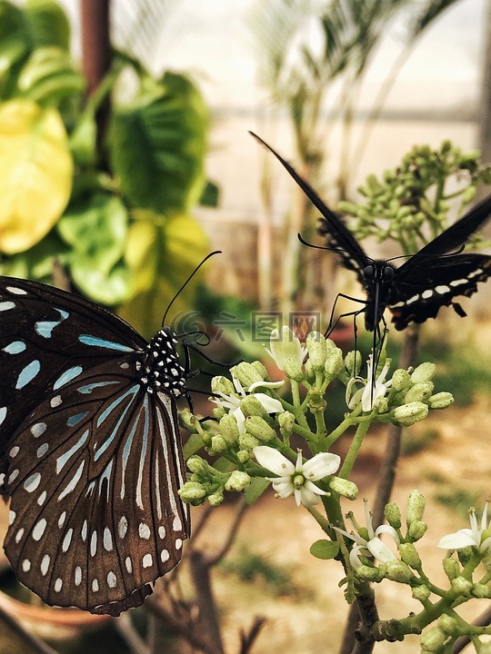 蝴蝶,黑色,昆蟲