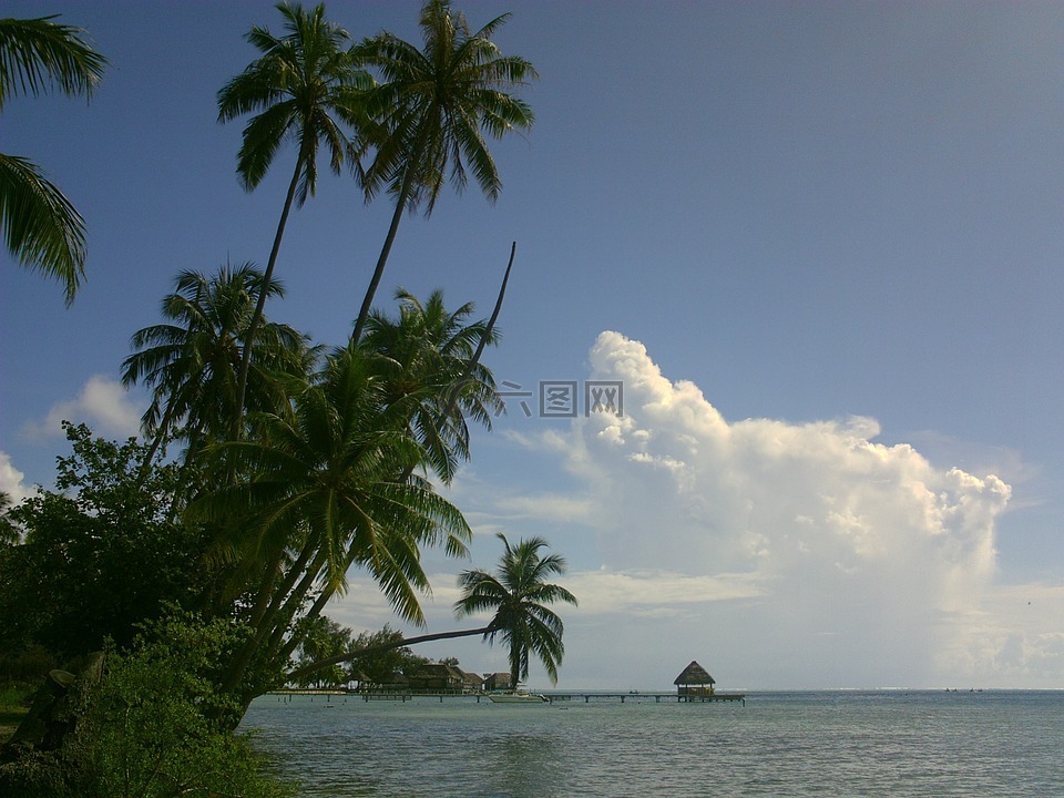 椰子,泻湖,波利尼西亚