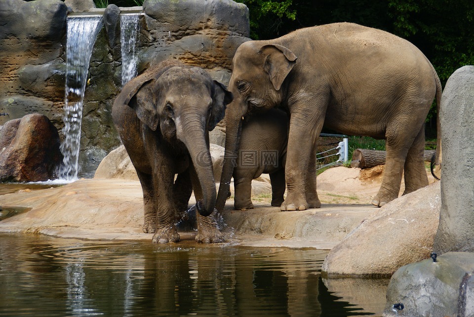大象,动物园,象鼻