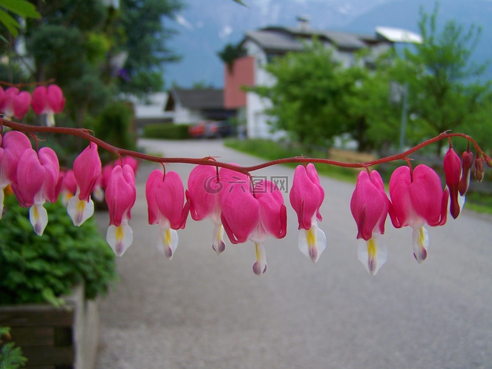 粉红色的花心脏,花园,春天的花朵