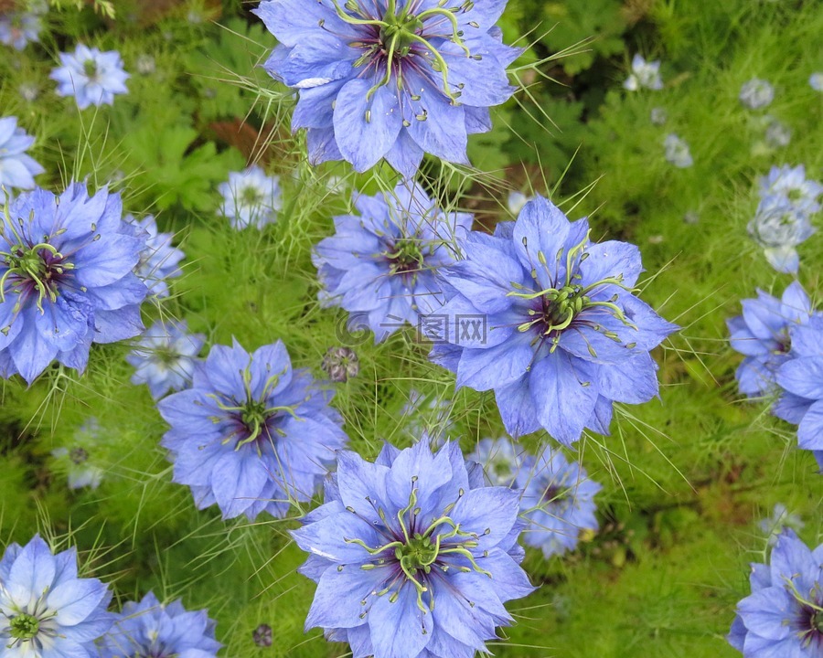 蓝色,尖尖,鲜花