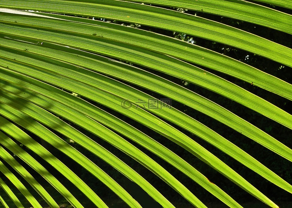 棕榈,叶,绿色