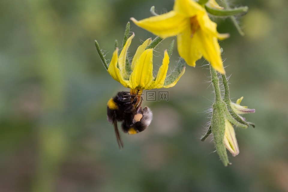大黄蜂,授粉,花