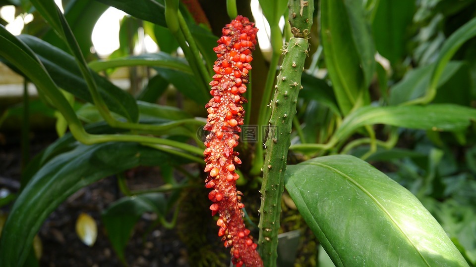 植物,红色,邱园