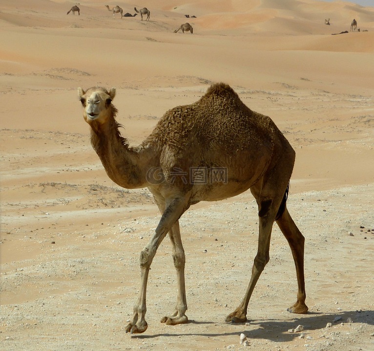 骆驼,沙漠船,砂