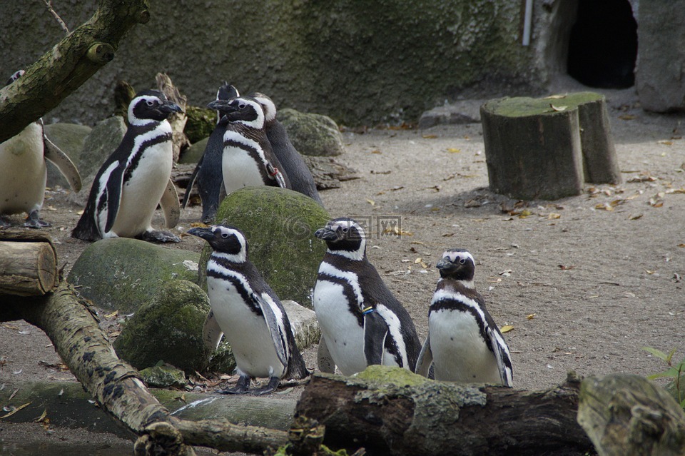 企鹅,动物园,存储模块