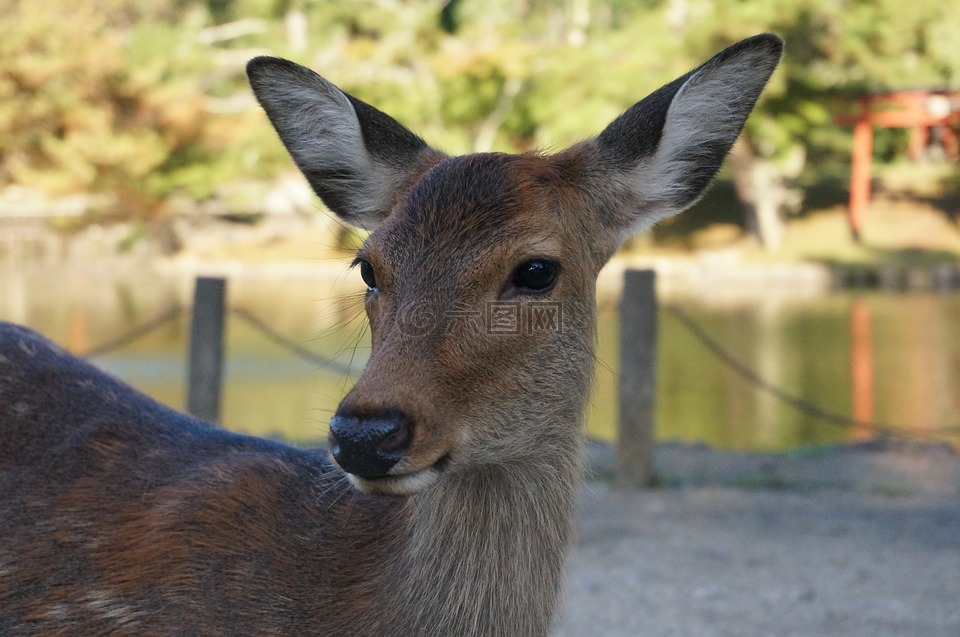 鹿,奈良,东大寺