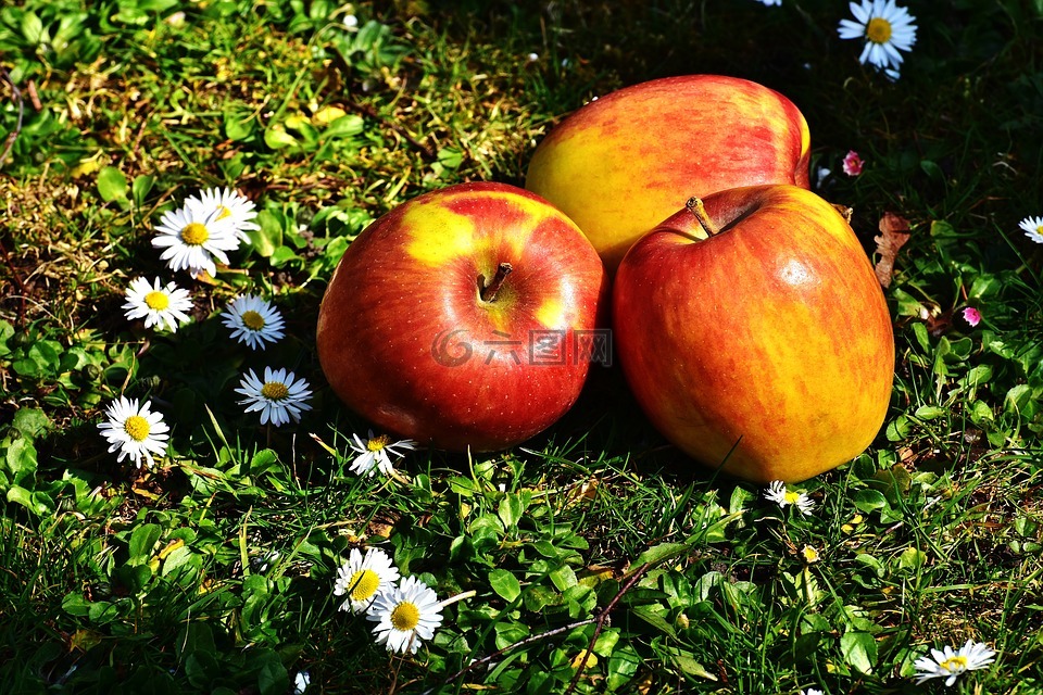 苹果,水果,成熟