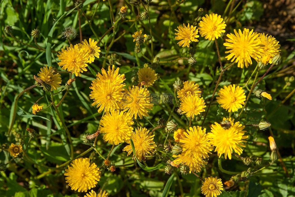 蒲公英,黄色的花,野生植物
