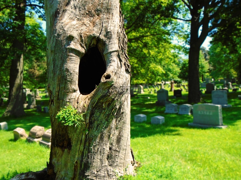 枯树,空心树,死亡