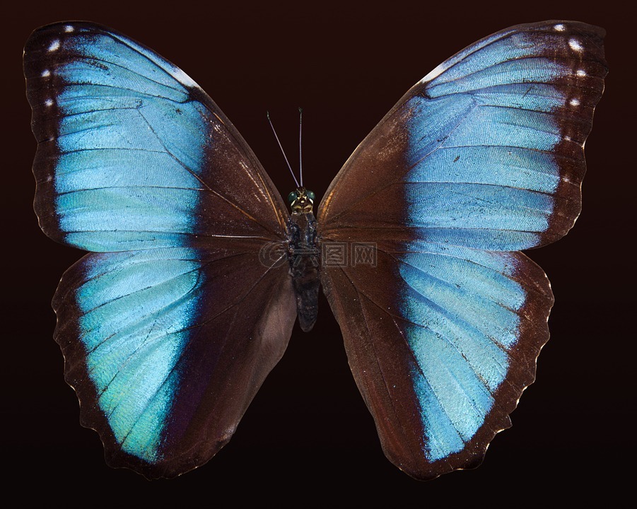 蝴蝶,异国情调,南美洲