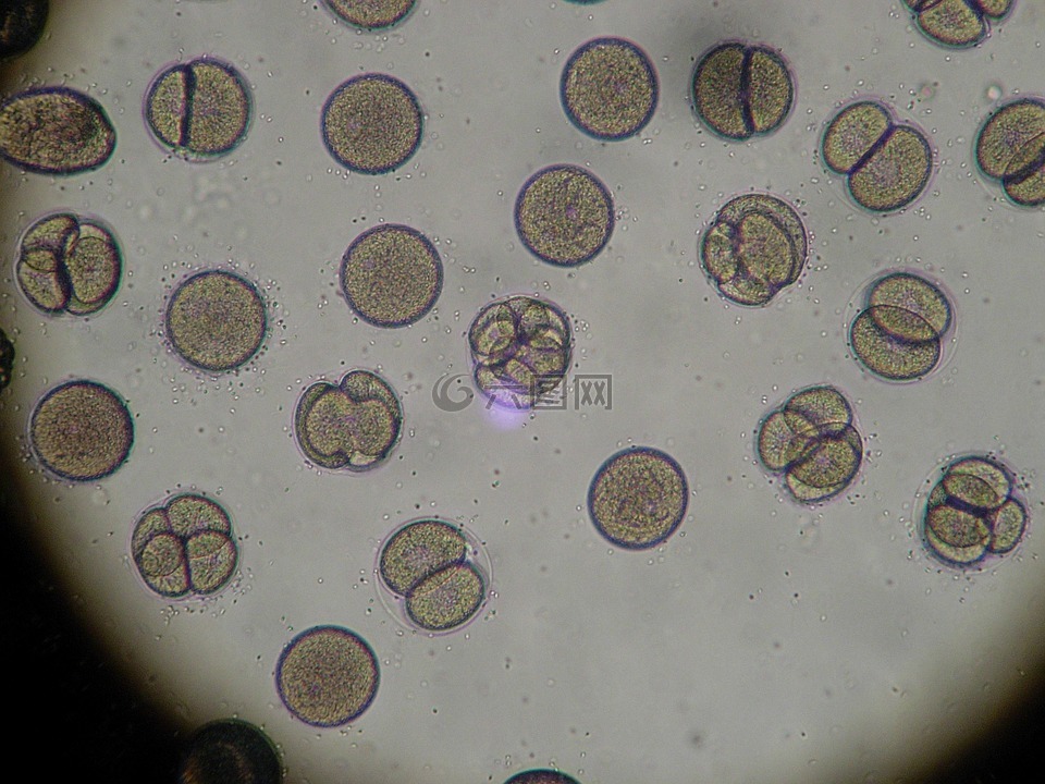 显微镜,海胆,卵子分裂