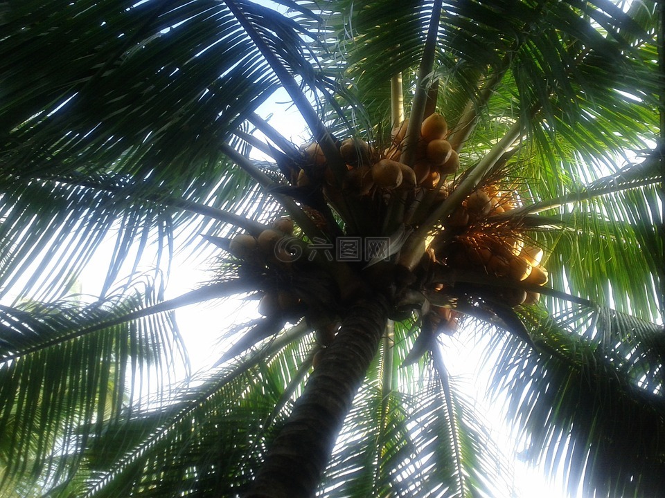 椰子树,椰子,棕榈树