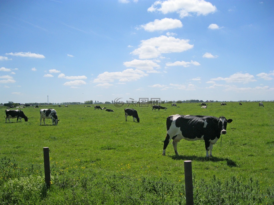 奶牛,东弗里斯,牧场