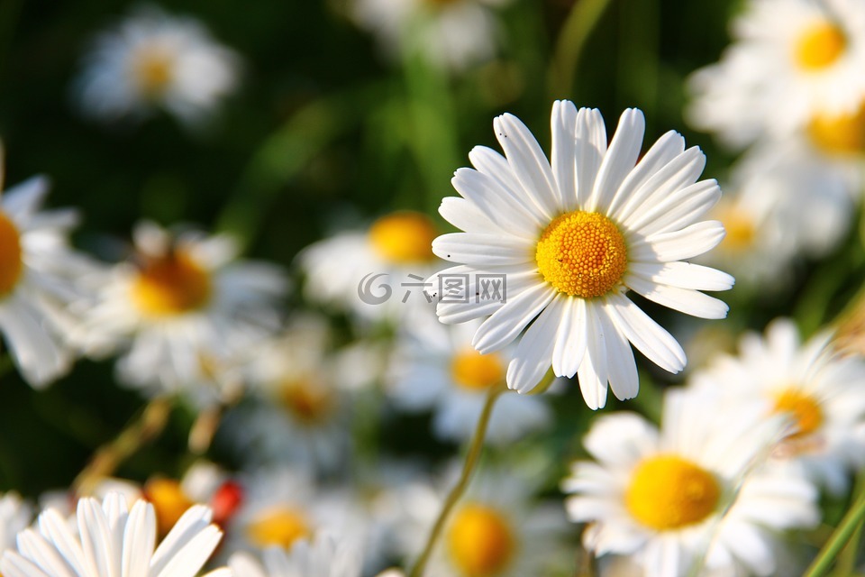 雏菊,白,花
