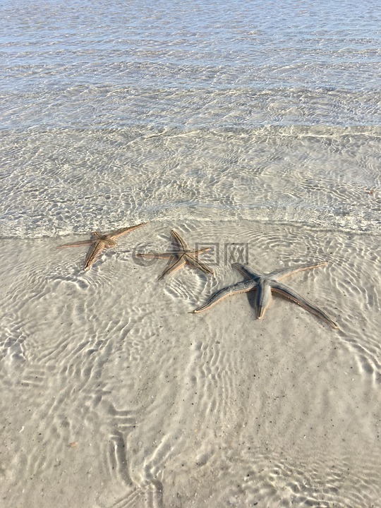 海生物,海上生活,星鱼