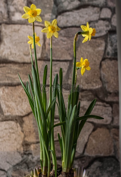 早布卢默,花,水仙 pseudonarcissus